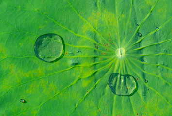 Water beads on lotus leaves and lotus leaves on lakes
