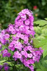 Beautiful phlox flower