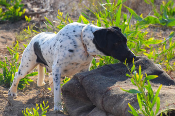 Funny dog, pointer, in the outside
