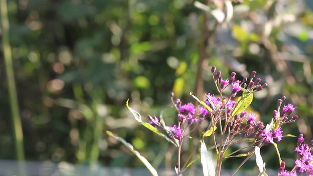 purple flowers in the garden