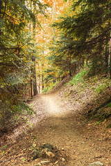 Track in the autumn forest