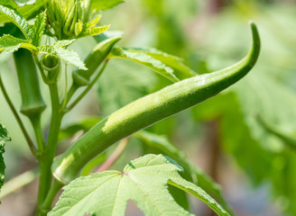 Obraz premium オクラ