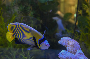 Fototapeta na wymiar Beautiful marine angelfish fish