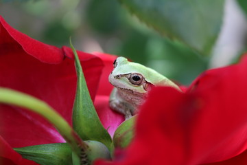 赤いバラの花で憩うニホンアマガエル