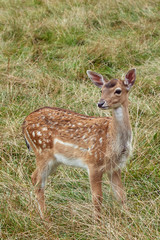 Naklejka na ściany i meble Cute young spotted deer cub Cervus nippon in natural habitat on grass background.