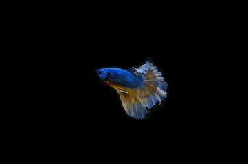 Beautiful fish in Thailand