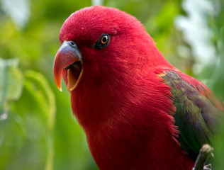 the chatting lory makes a lovely pet