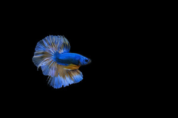 Beautiful fish in Thailand