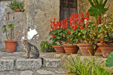 Fototapeta na wymiar A cat rests in front of the entrance of an old house
