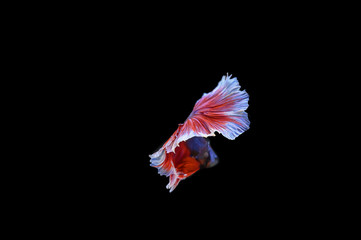 Beautiful fish in Thailand