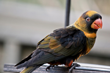 dusky orange lory at his feeding bowl