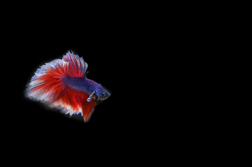 Obraz premium Beautiful fish in Thailand