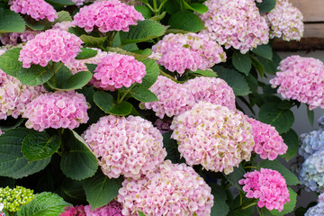 Blossom bush Hydrangea pink flowers hydrangea bloom in nature,