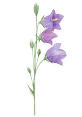 Fototapeta na wymiar Watercolor hand drawn illustration with purple meadow flowers of Cam­panula persicifolia (bluebell, harebell, lady's thimble) isolated on a white background. Good for print, poster, card, design