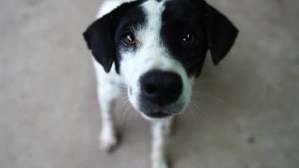 Dog - white, black cheerful behavior footage slow motion