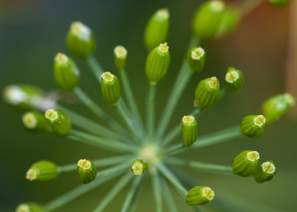 Dill closed green little buds