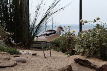 Bird standing in sand in a zoo with thin legs and sharp beak that is bent upwards at the Monterey Bay Aquarium, Monterey Peninsula, CA California