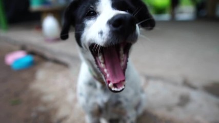 Dog - white, black cheerful behavior footage slow motion
