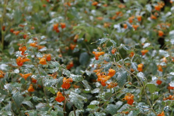 sparkling water droplets on plants with bright orange flowers from the mist of the niagara falls