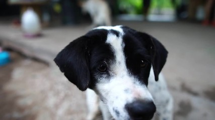 Dog - white, black cheerful behavior footage slow motion