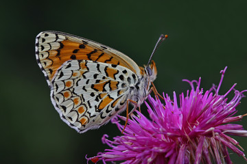 spotted large iparhan butterfly ;  Melitaea phoebe