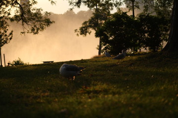 Seagulls strolling in the park of Niagara Falls in the evening in USA with the bright orange mist illuminated by the setting sun in the background