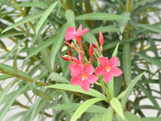 Pink Nerium oleander flower with leaves isolated on blurred background. Close up. Selective focus.
