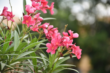 Pink Nerium oleander flower with leaves isolated on blurred background. Close up. Selective focus.
