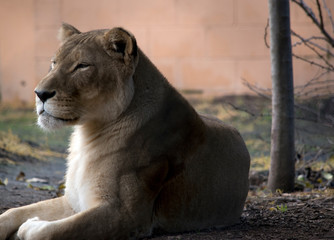 the lioness is resting