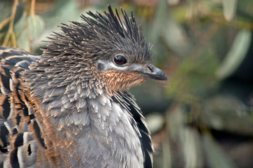 this is a side view of a mallee fowl