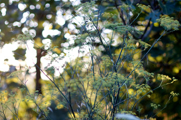 Vegetation of a forest