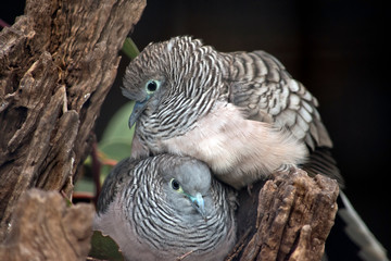 two peaceful doves sharing a nest