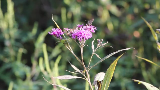 flower in garden