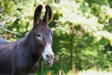 Image of a donkey