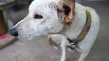 White dog with leg disabilities footage slow motion