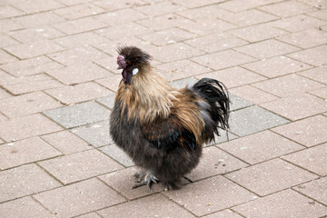 this is a side view of a silkie bantam chicken