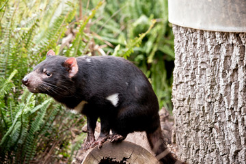 a side view of a Tasmanian devil sniffing the air