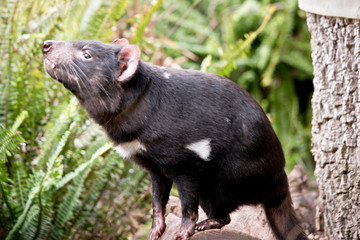 this is a close up of a Tasmanian devil
