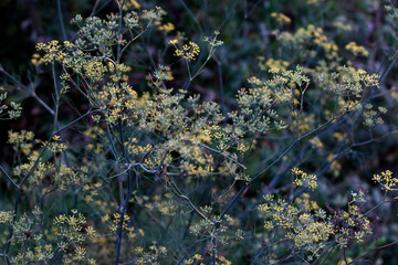 Vegetation of a forest