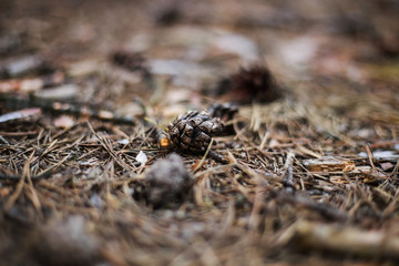pee in the pine forest