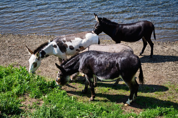 Donkeys at the famous maar in eifel in Germany