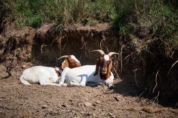 Goats at the famous maar in eifel in Germany