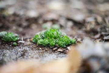 green moss in the forest