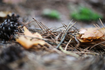 fall pine needles and leaf in the forest on the ground