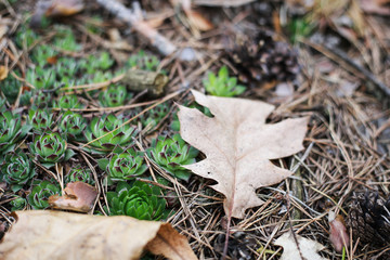 fall pine needles, branches and leaf in the forest on the ground