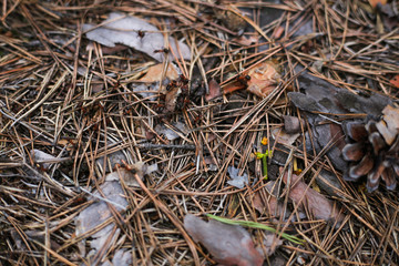 fall pine needles, branches and leaf in the forest on the ground