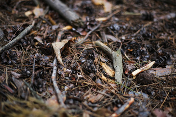 fall pine needles, branches and leaf in the forest on the ground