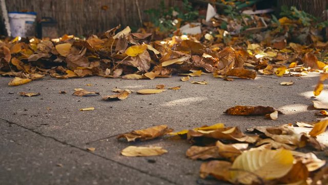 Gardener raking fallen autumnal leaves UHD 4K Clog footage