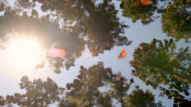 slow motion monarch butterflies in michoacan, mexico