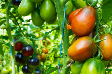 delicious and red tomatoes natural